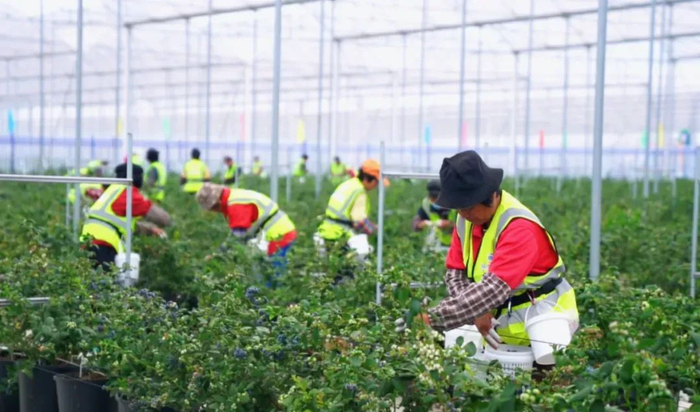 △ 蓝莓基地。以上图片 德庆县融媒体中心记者 任美芳摄