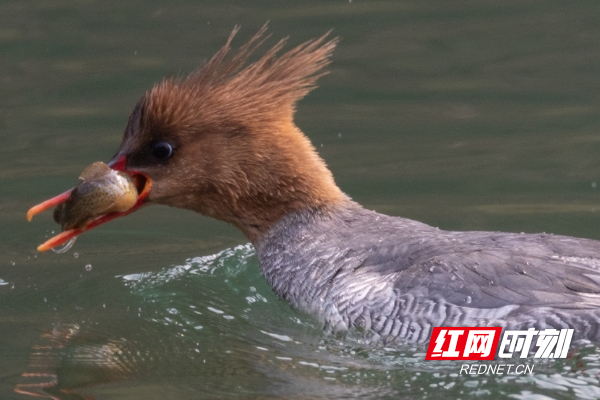 中华秋沙鸭。资料图