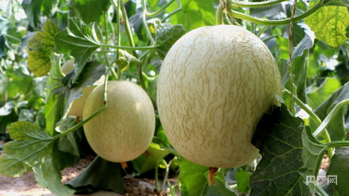 民勤温室蜜瓜长势旺盛，连片甜蜜即将“抢鲜上市（央广网发  马爱彬  摄）