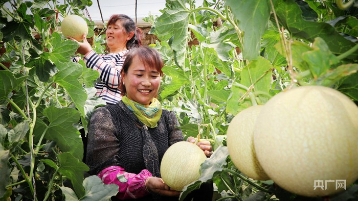 民勤县温室蜜瓜种植户查看蜜瓜长势（央广网发  马爱彬  摄）
