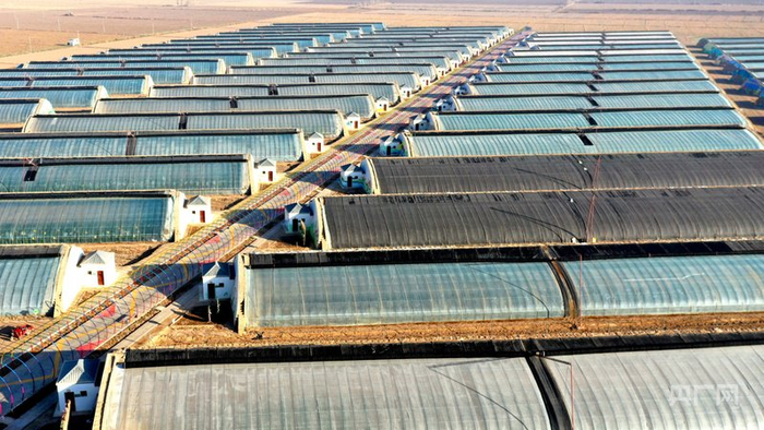 民勤县依托沙漠边缘独特气候打造的现代化蜜瓜种植示范区（央广网发  马爱彬  摄）