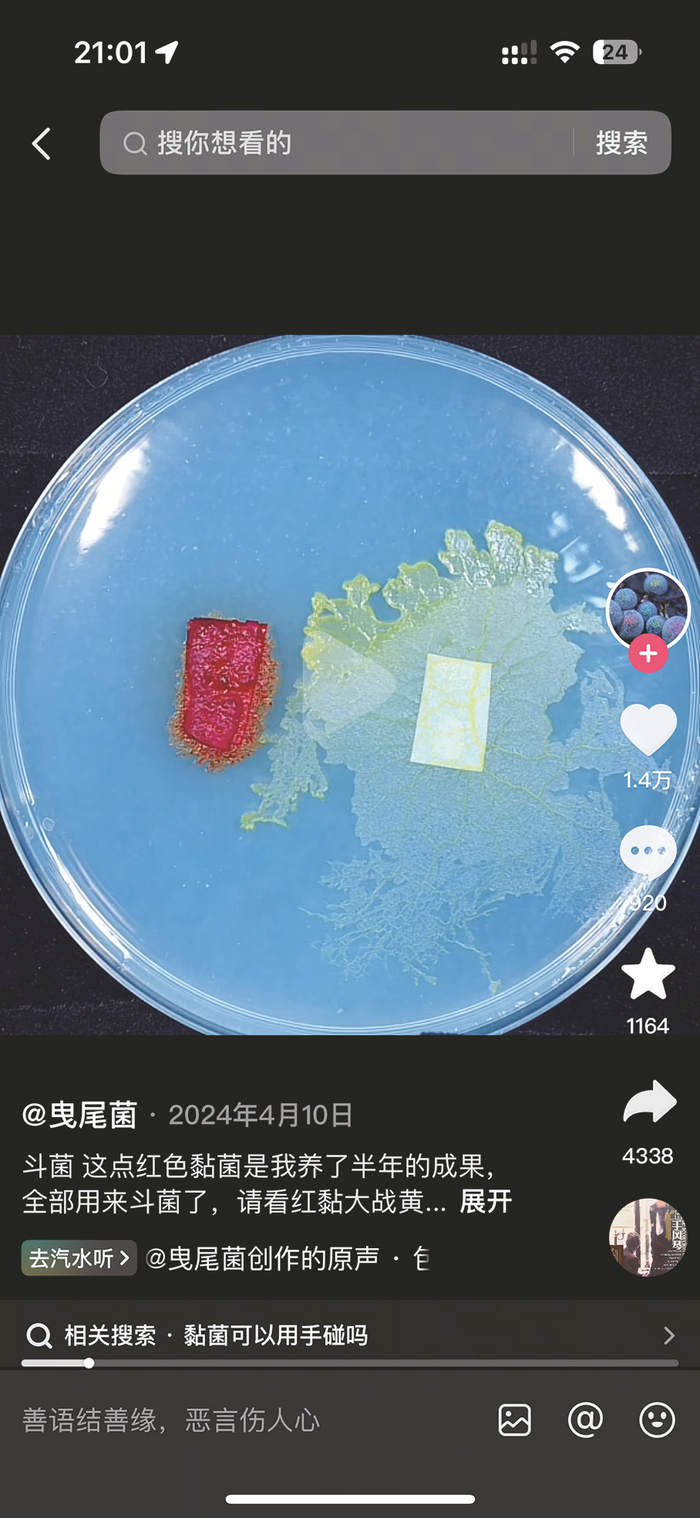     抖音用户“曳尾菌”发布的“斗菌”视频（截图）。