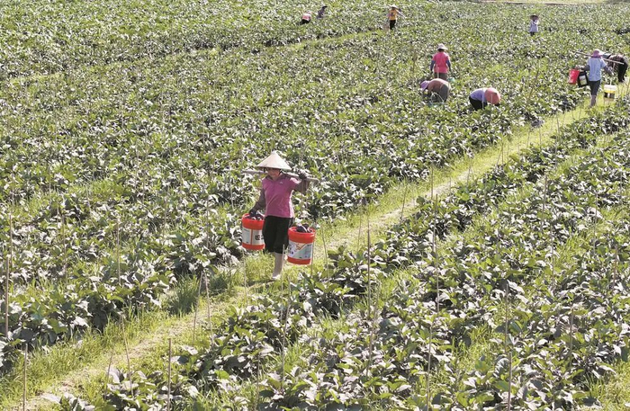 工人正抢抓农时加紧采摘。