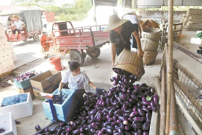 工人打包茄子快速发货。