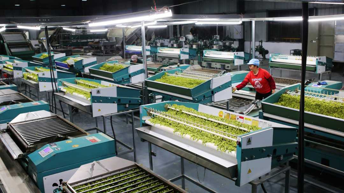 4月15日，咸丰县御硒源茶业有限公司工人在加工奶白茶。李维君摄