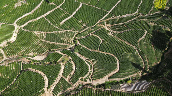 4月14日，咸丰县清坪镇比西坪村村民在采摘春茶。李维君摄