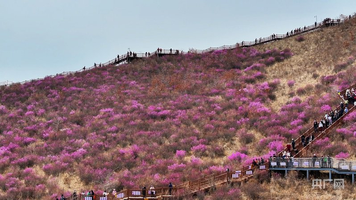 杜鹃花迎来花期（央广网记者  杨亚东  摄）