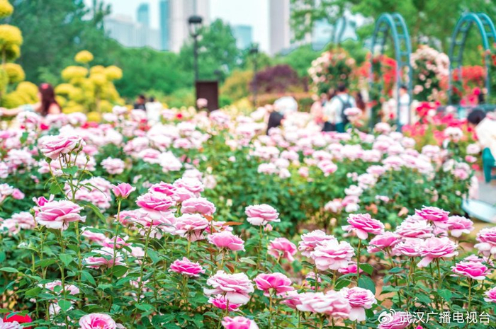 图：武汉2025年世界花园大会主题花卉——月季