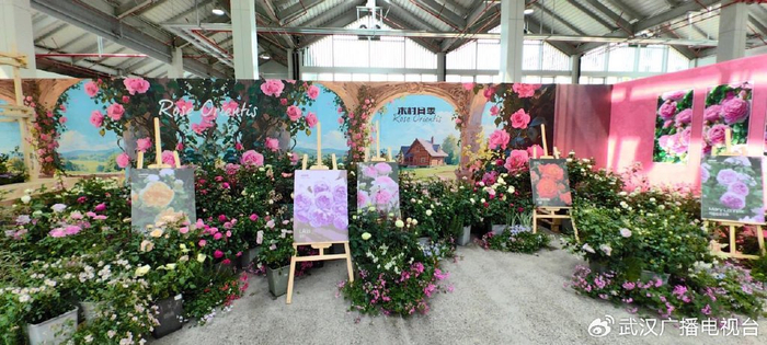 图：花木温室月季新品种展示