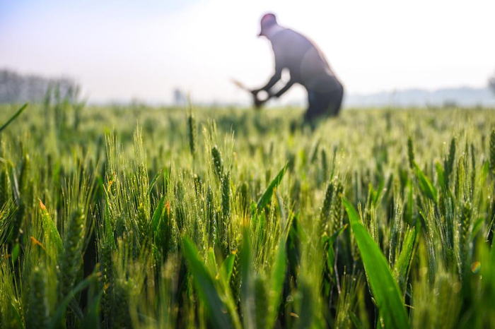 4月20日，在河南省商丘市夏邑县会亭镇郭楼村，村民在麦田内除杂 新华社发（王高超摄）