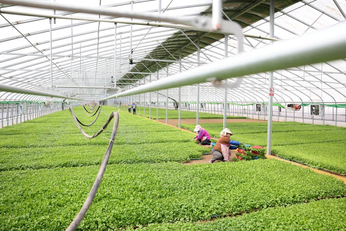 4月1日，工作人员在榆中县金崖镇的甘肃鑫通源农业科技有限公司育苗基地内劳作。新华社记者 陈斌 摄