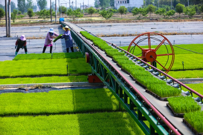 4月20日，在河南省信阳市光山县罗陈乡张楼村青龙河合作社，农民用移动式水稻秧苗输送机摆放秧盘。新华社发（谢万柏摄）