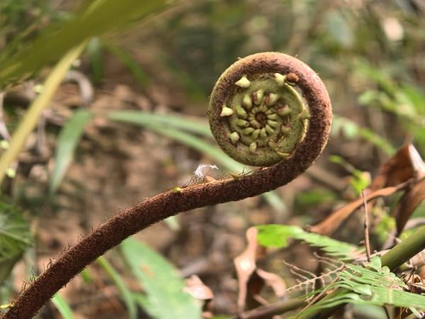 鼎湖山桫椤。谢震霖/摄