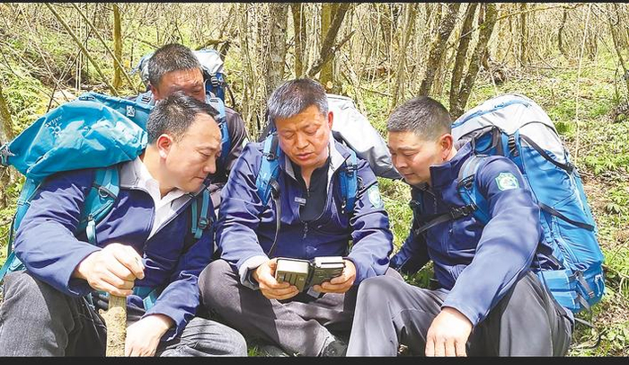 图为：护林员查看红外相机。 （湖北日报通讯员 魏家锋 摄）