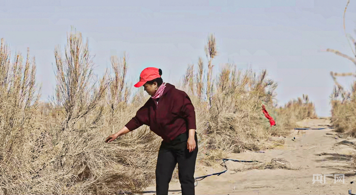 帕提古丽·亚森在检查发芽情况  （央广网记者丁安  摄）