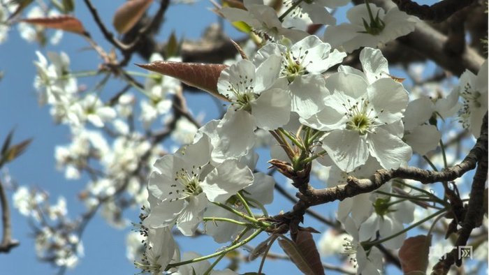什川梨园梨花盛开（央广网记者  邸文炯  摄）