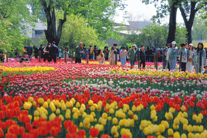 △国家植物园（北园）郁金香花海