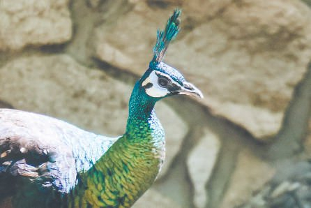 昨天，北京动物园新展出的绿孔雀在户外活动。本报记者 邓伟摄