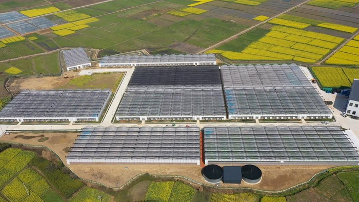 这是江西省新余市渝水区南安乡东洛村水稻种植基地。新华社记者 郭杰文 摄