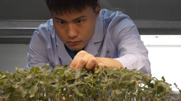 在云南楚雄彝族自治州元谋县，科研人员正在查看试验材料小苗生长情况。受访者提供