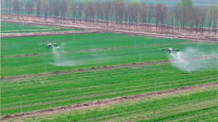 在山东省东营市垦利区的广袤麦田里，植保无人机成了种粮户的新帮手。新华社记者 李小波 摄