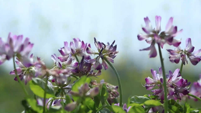 在湖南省南县麻河口镇，紫云英与肥用油菜交织，发挥两种作物间的协同效果。新华社记者 阮周围 摄