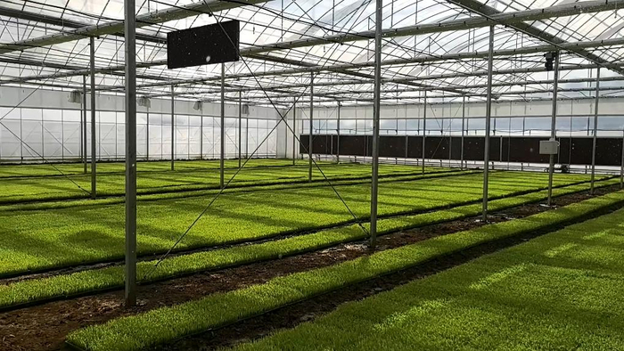 图为江西省乐平市水稻育秧中心。新华社记者 郭杰文 摄