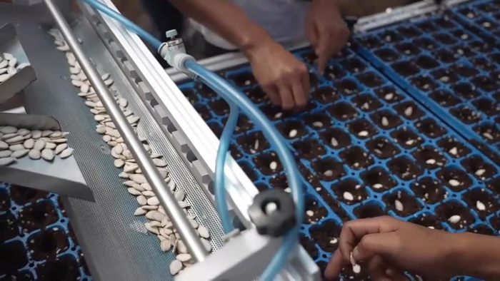 在云南楚雄彝族自治州元谋县，科研人员正在查看试验材料小苗生长情况。受访者提供