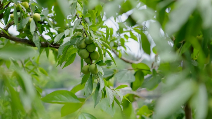 △接下来即将是李子上市的季节，拼多多商家已经做好销售准备。彭浩 摄