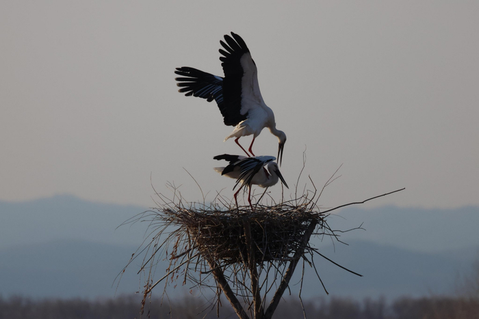 千鸟湖湿地正迎来一年中最活跃的“生命季”