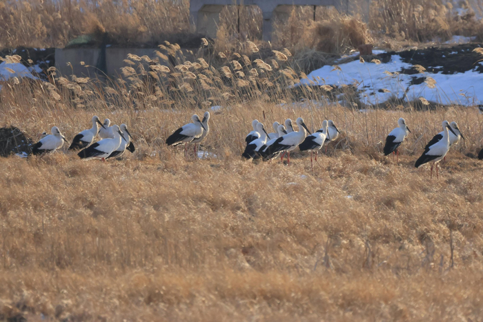 黑龙江挠力河国家级自然挠力河保护区内东方白鹳成群