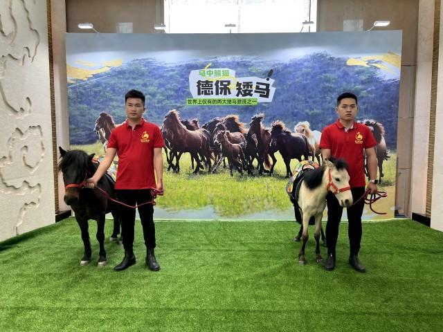 德保矮马赴北京参加绿色方舟招商引资推介活动。（黎玉聪 摄）