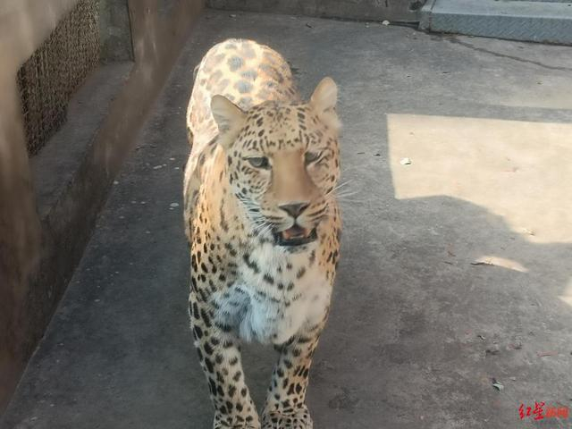 ▲“豹警官”瘦身成功