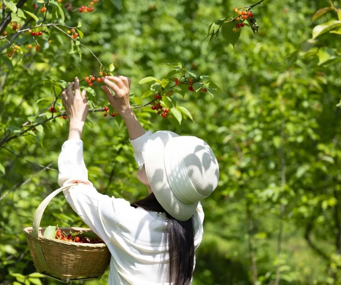 樱桃采摘。崇州市委宣传部供图