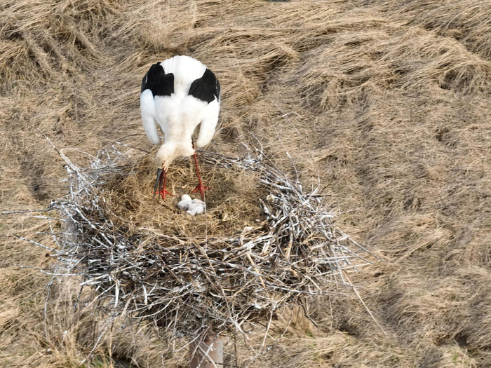人工招引巢中东方白鹳成功孵化出雏鸟