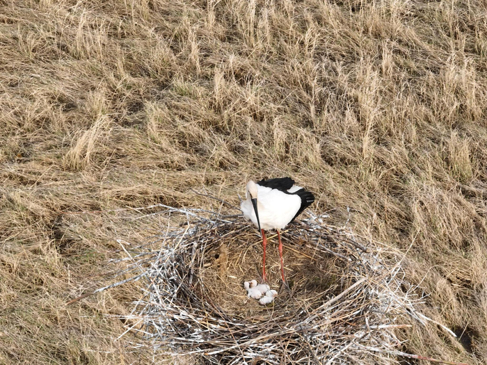 人工招引巢中东方白鹳成功孵化出雏鸟