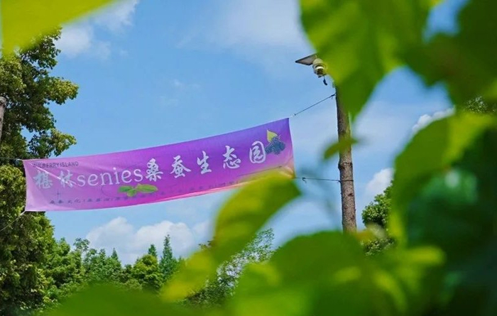 桑葚采摘园。 崇州市委宣传部供图