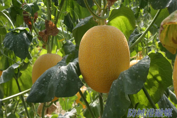上思县昌浓农业科技有限公司的哈密瓜种植大棚。（资料图）