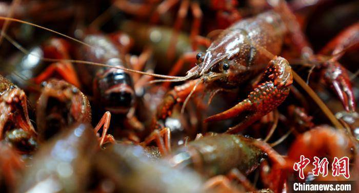 图为永修县小龙虾新鲜上市。梁振堂 摄
