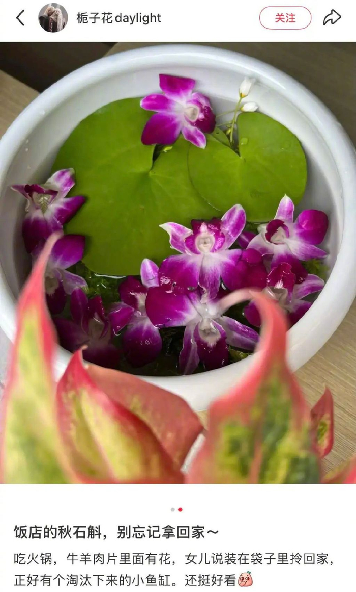 图源：小红书@栀子花daylight（已获授权）