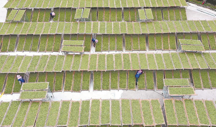 工人在晾晒白茶。 王旺旺 摄