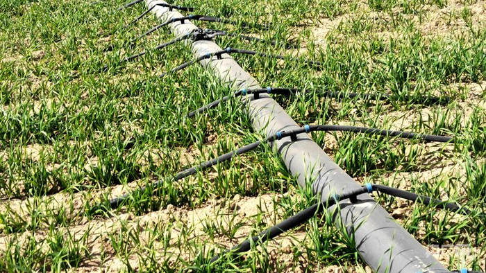 民勤县采用“港湾式”地表水泵池系统的麦田长势旺盛（央广网发  马爱彬  摄）