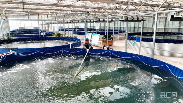 民勤采用“陆基圆池”养鱼新模式达到节约用水目的（央广网发  马爱彬  摄）