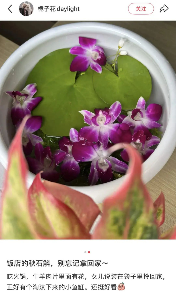 图源：小红书@栀子花daylight（已获授权）