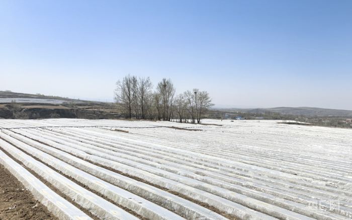 蚯蚓粪成为胡萝卜的营养土（央广网记者  邵玉琴  摄）