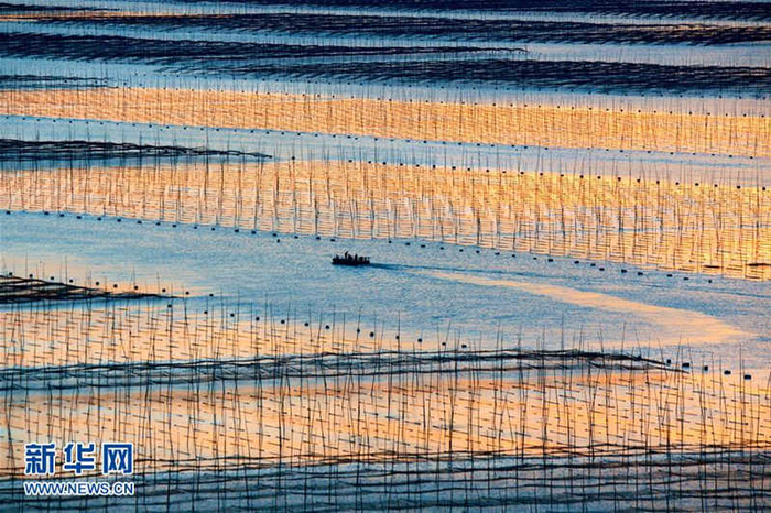 落霞映照在福建省霞浦县三沙镇一处海上紫菜种植园。新华社记者 姜克红 摄