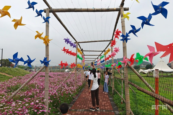 盛开的波斯菊引来众多市民观赏（央广网记者  邬眉  摄）