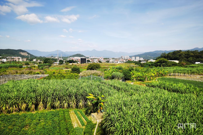 田洋村甘蔗（央广网发  田洋村供图）