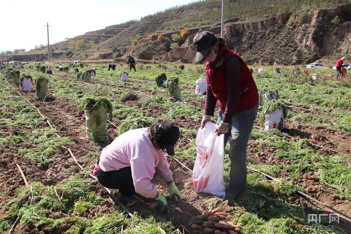 村民在田间采挖胡萝卜（央广网发  受访单位供图）