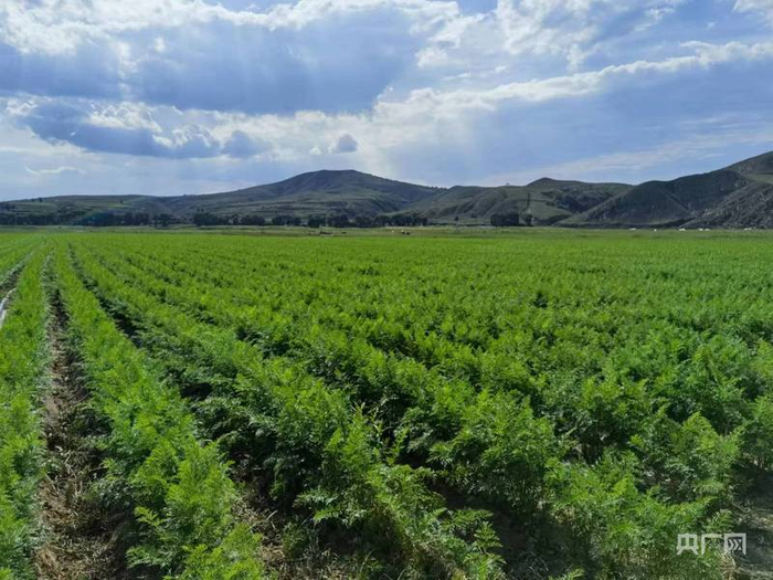小小胡萝卜托起乡村振兴“新丰景”（央广网发  受访单位供图）